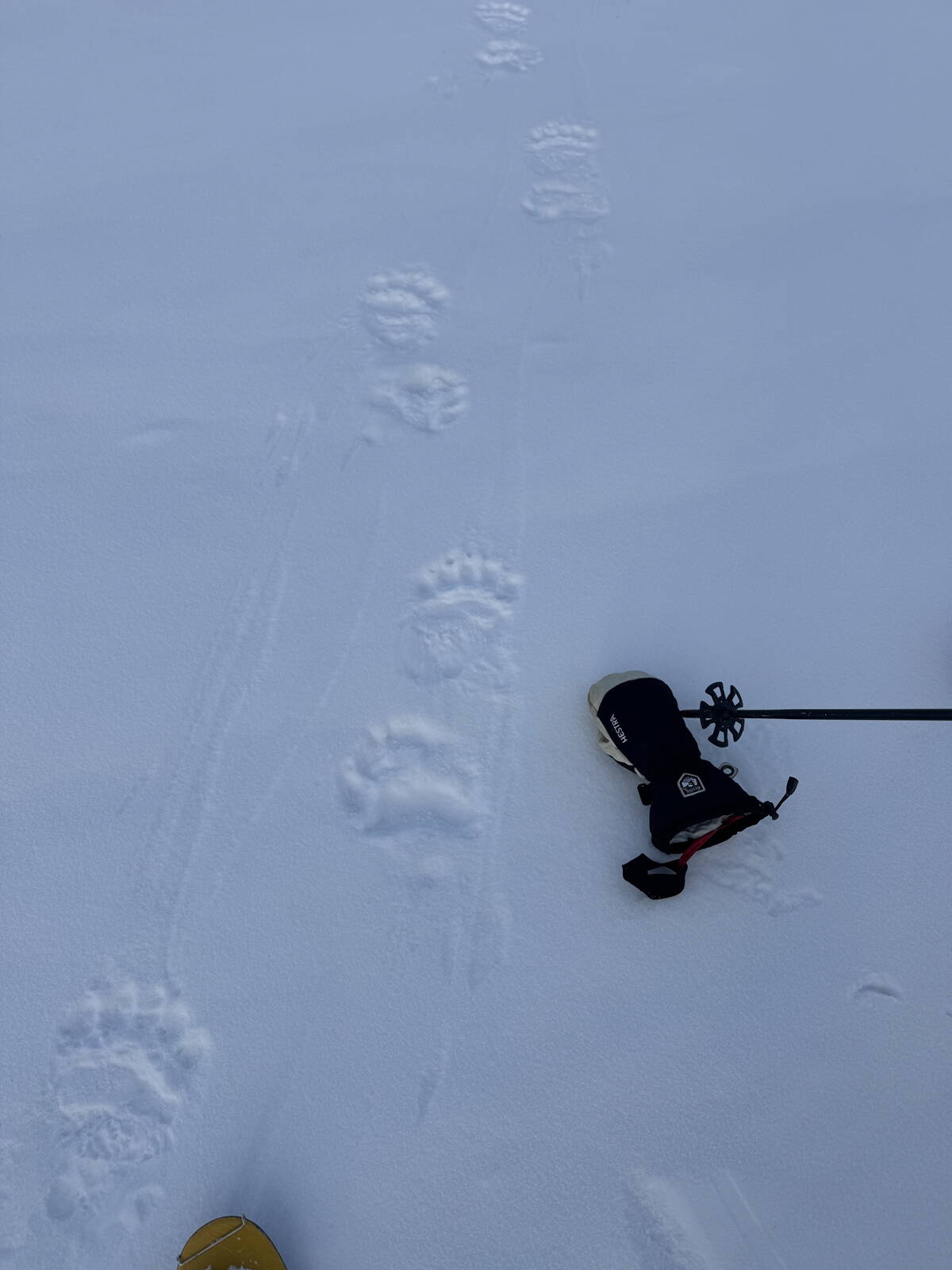 spitzbergen_-_atomfjella_32.jpg